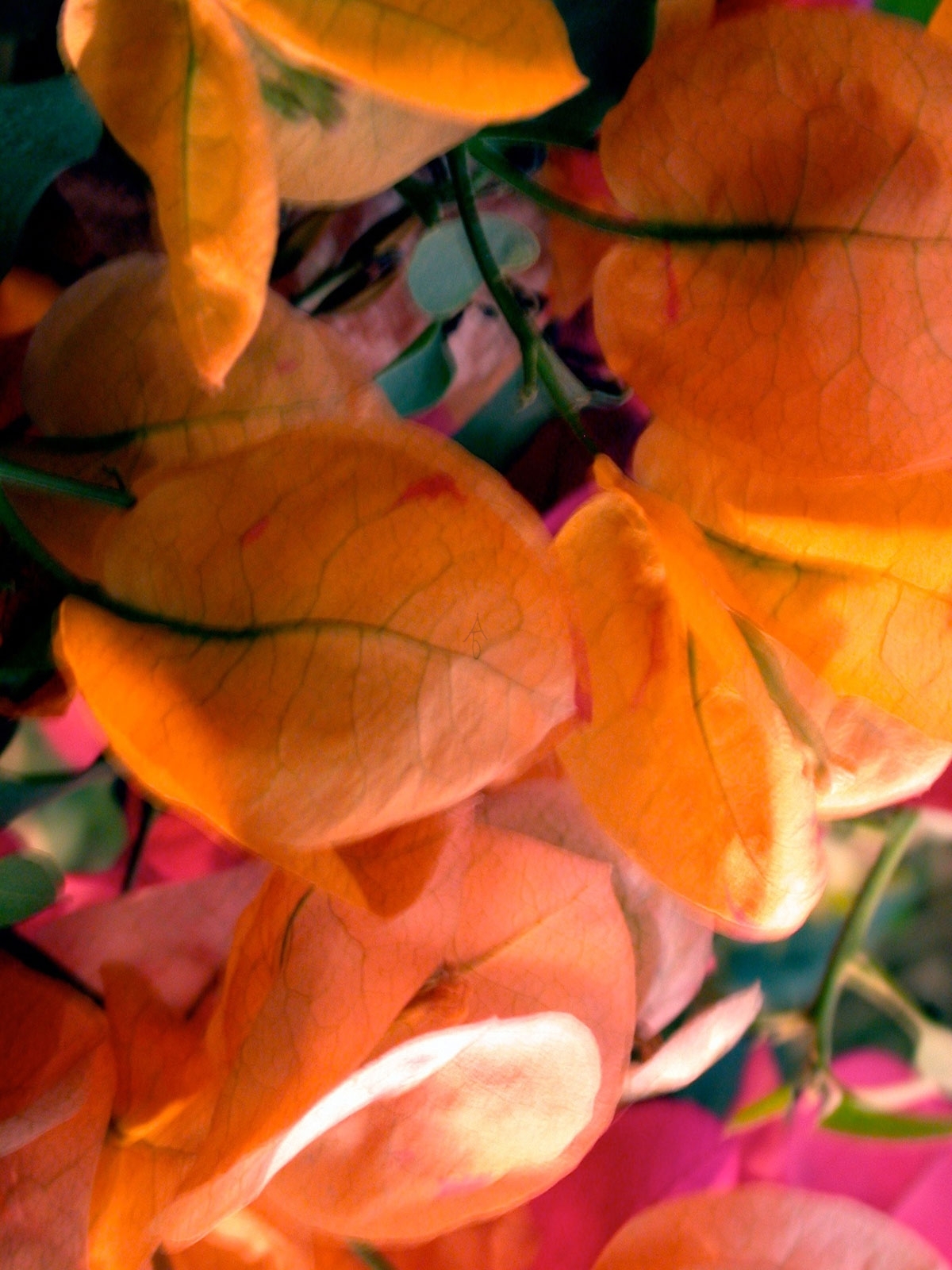cyo_04